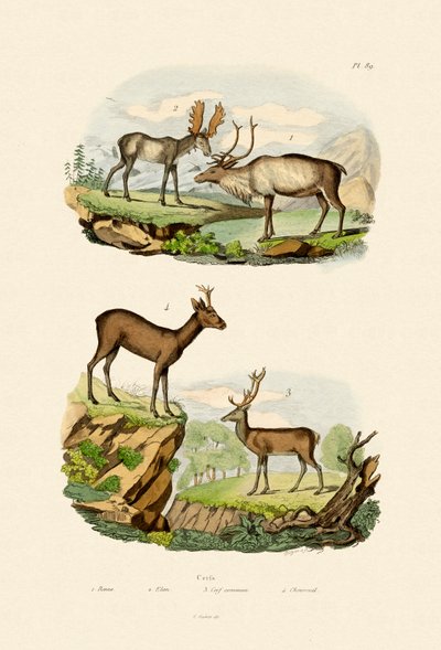 Cerf, 1833-39 - French School